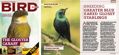 Bird Scene Issue 36