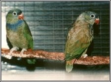 Adult pair of lovely Coral-billed Pionus