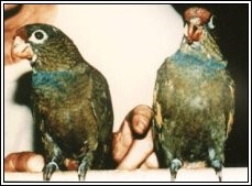 Two young Coral-billed Pionus