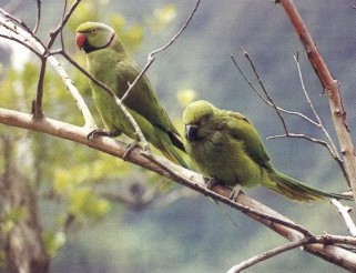 Echo Parakeet