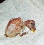 The chick soon after birth