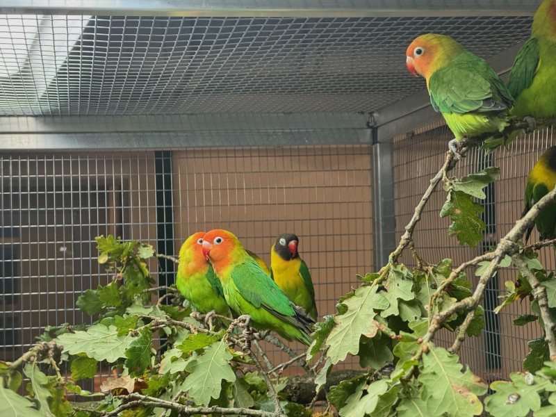 Lovebirds