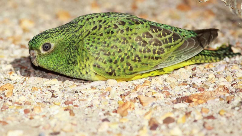 Night Parrot