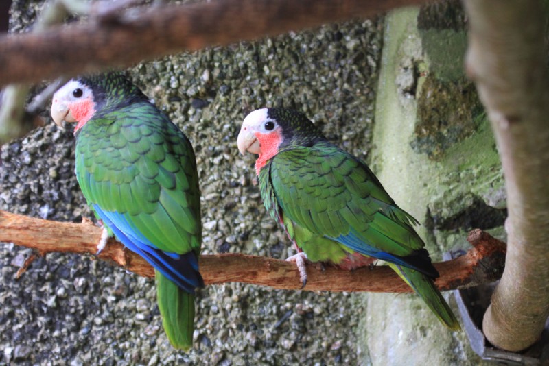 Cuban Amazons