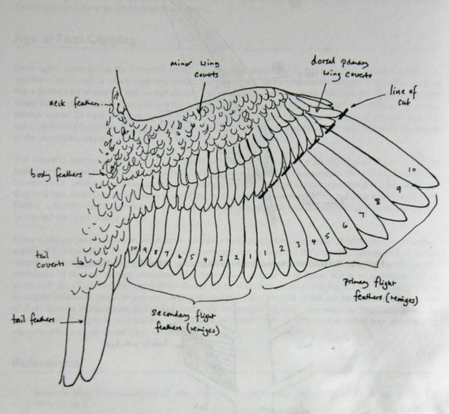 Wing Clipping The Parrot Society UK