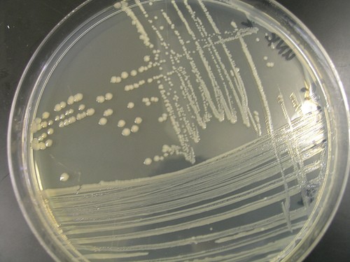 E coli on agar