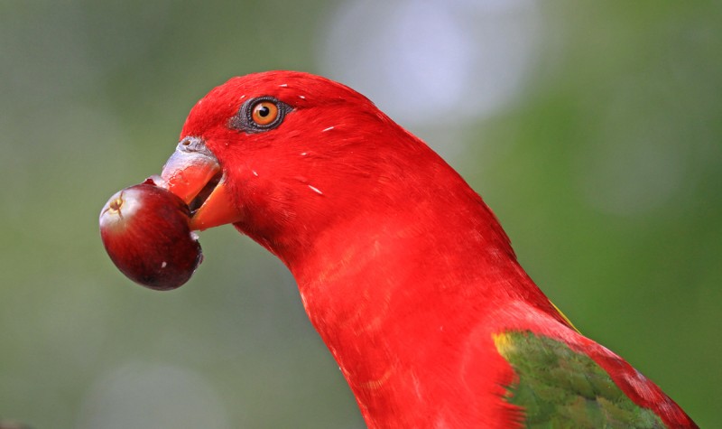 Lory with grape