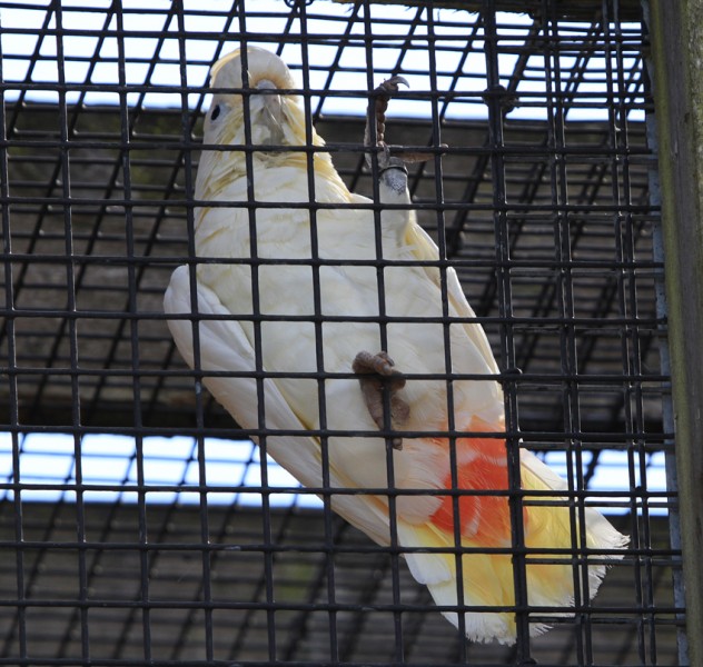 Red vented Cockatoo