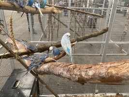 Budgerigars