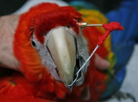 scissor beak