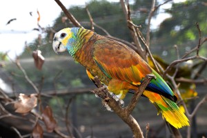 St Vincent's Parrot