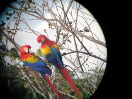 Macaws