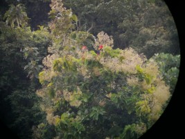 mangrove tree