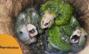 Young birds