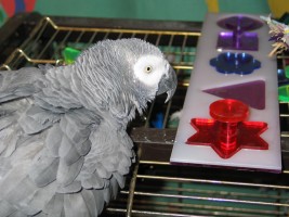 Pet African Grey Parrot