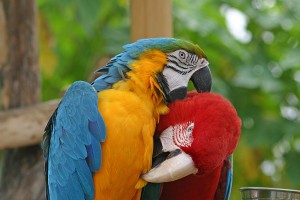 Macaws