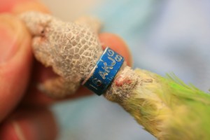 Legal Identification Of Stolen Parrots The Parrot Society UK