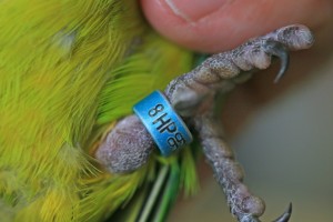 Parrot Rings Types Colours The Parrot Society UK