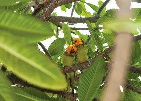 Yellow Shouldered Amazons