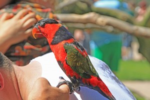 Violet Naped Lory