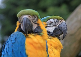 Blue & Gold Macaws
