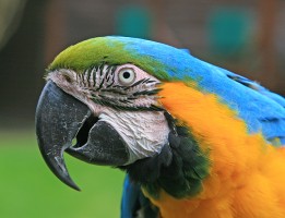 adult macaw