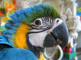 Juvenile macaw