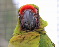 Buffon's Macaw