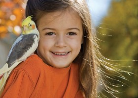 Cockatiel pet