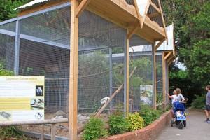 cockatoo rescue uk