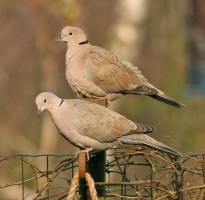 Collared Doves