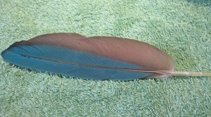 Contour feather