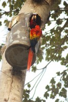 Nest box