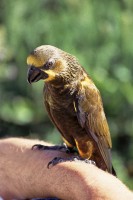 duyvenbode's lory