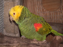 Double Yellow Headed Amazon