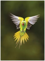 Echo parakeet in flight