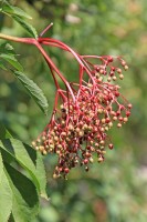 Elderberries