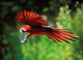 Scarlet macaw in flight