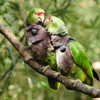 Couple with radio trackers fitted