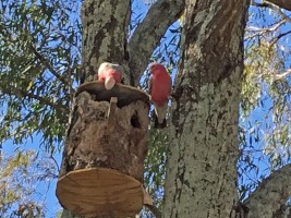 Galahs 2