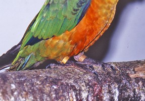 Parrot Rings Types Colours The Parrot Society UK