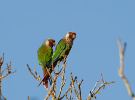 Grey-breasted Parakeet