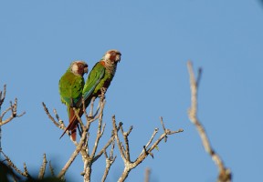 grey-breasted parakeets