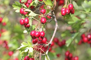 Hawthorn berries