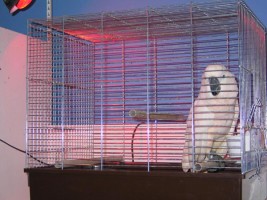 lamp parrot society infra moluccan cockatoo cage under heat