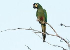 Illiger's Macaw