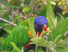 Rainbow Lory on flowers