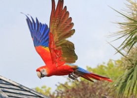 Scarlet macaw in flight