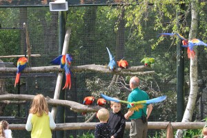 Free flying macaws