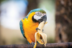 Blue & yellow macaw with whole banana